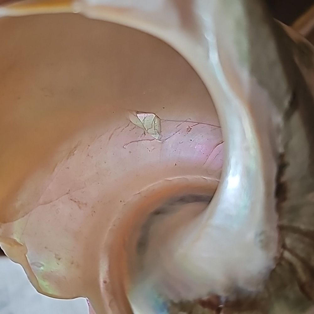 Trinket Abalone Shell - image 5